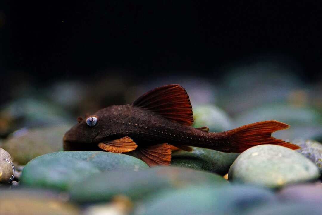 L137 Cochliodon soniae - Blauaugen Bruno 5-7cm – Bild 2