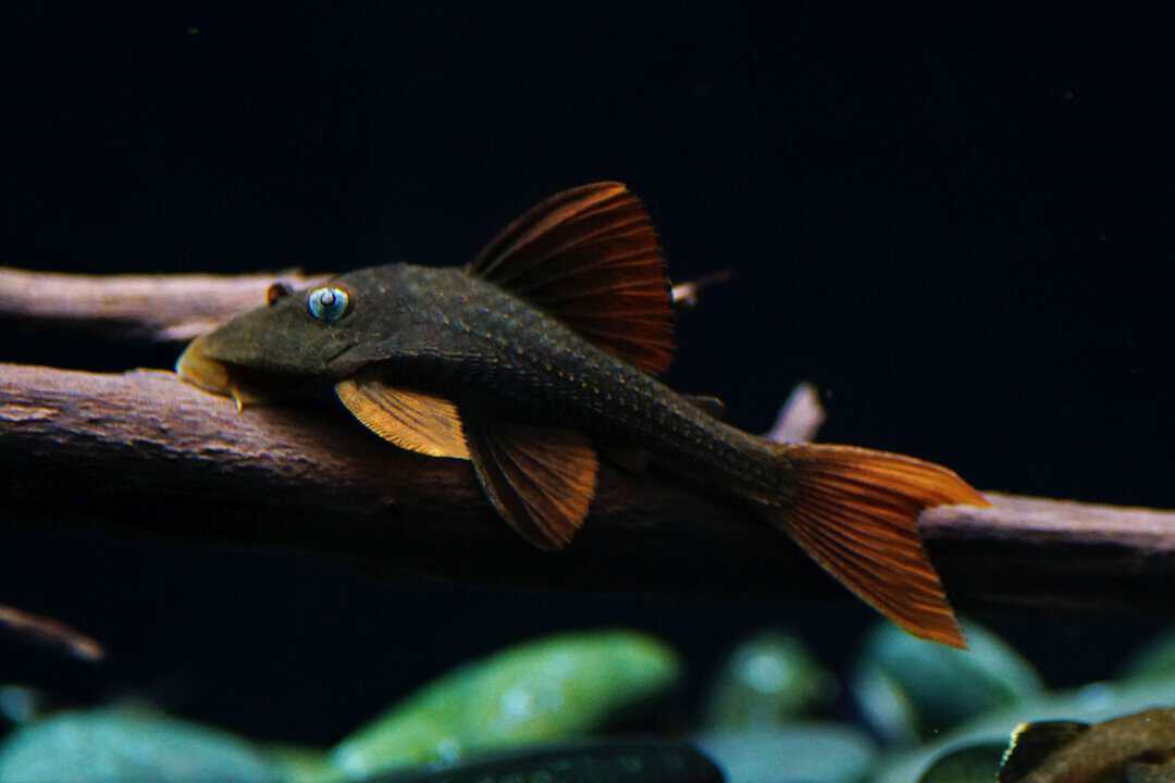 L137 Cochliodon soniae - Blauaugen Bruno 5-7cm