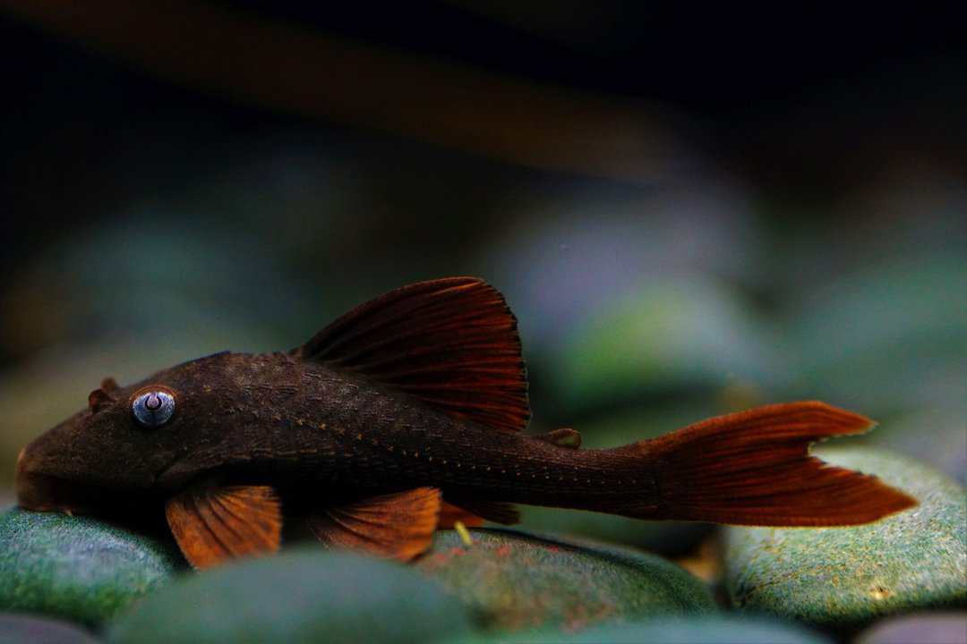 L137 Cochliodon soniae - Blauaugen Bruno 5-7cm – Bild 3