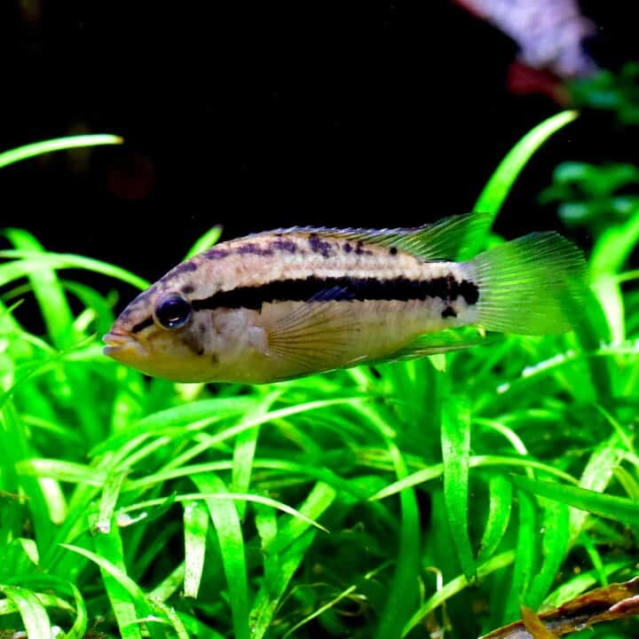Apistogramma kullanderi - Kullanderi Zwergbuntbarsch – Bild 2