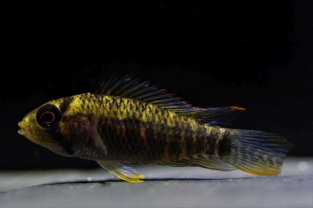 Apistogramma sp. red point - Red point Zwergbuntbarsch – Bild 2