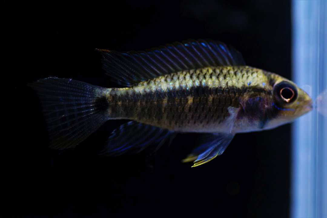 Apistogramma Elizabethae "red belly" - Elisabeths Zwergbuntbarsch – Bild 3
