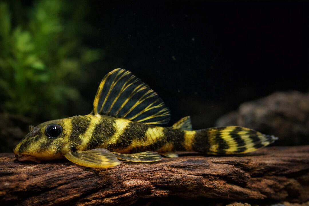 L104 Panaqolus sp. - Zierbinden Zwergschilderwels 4-6cm