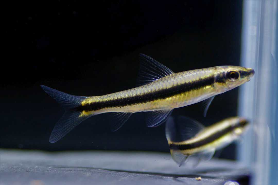 Crossocheilus oblongus - Siamesische Rüsselbarbe