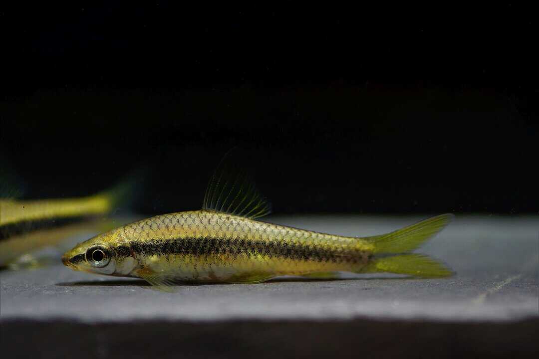 Crossocheilus siamensis - Siamesische Rüsselbarbe