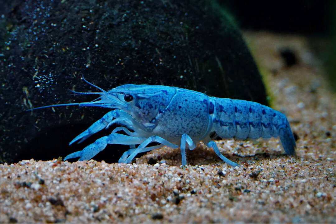 Procambarus alleni - Blauer Floridakrebs – Bild 2