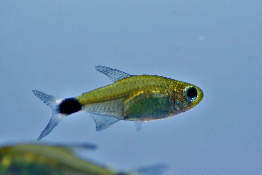 Hyphessobrycon elachys - Schilfsalmler – Bild 2
