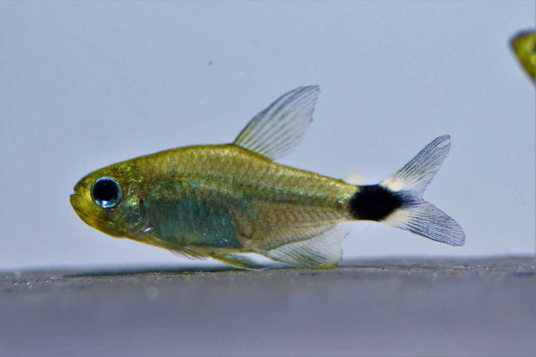 Hyphessobrycon elachys - Schilfsalmler