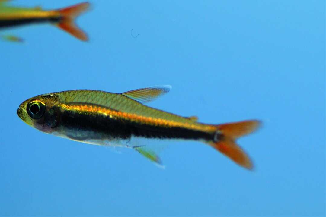 Hyphessobrycon loretoensis - Loretosalmler – Bild 2