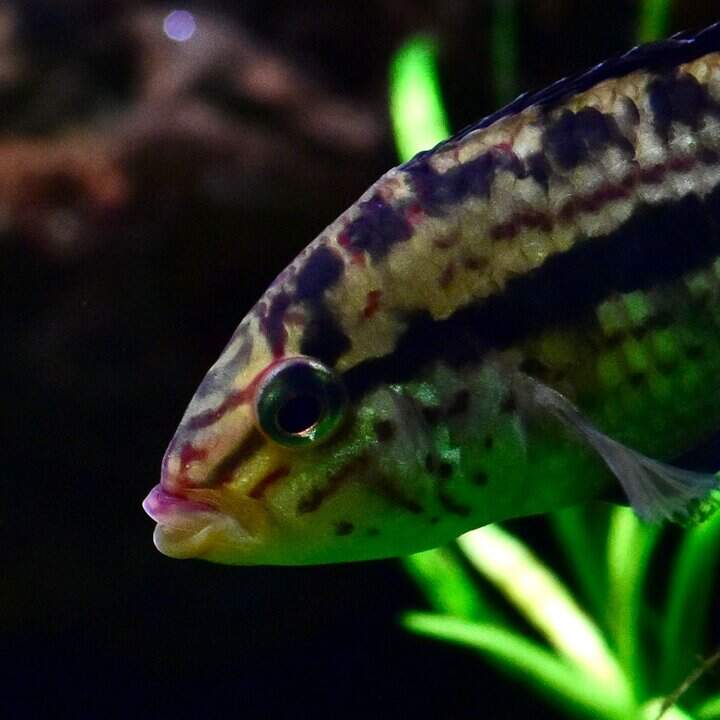 Apistogramma kullanderi - Kullanderi Zwergbuntbarsch – Bild 4
