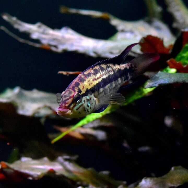 Apistogramma kullanderi - Kullanderi Zwergbuntbarsch – Bild 3
