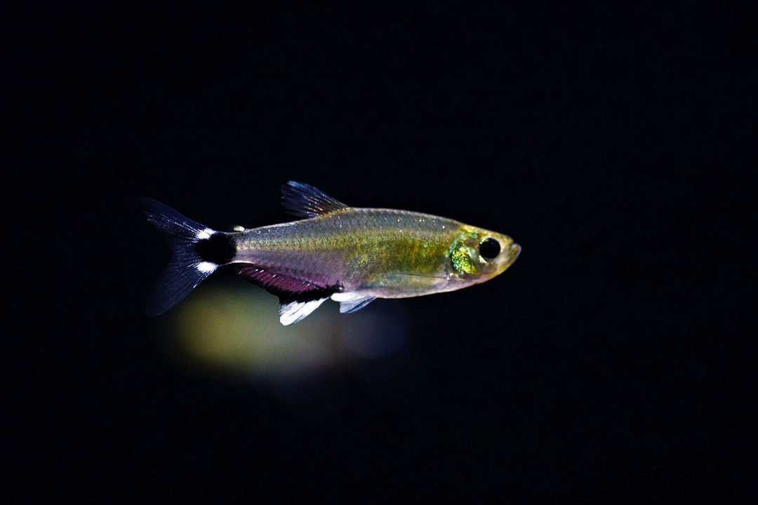 Aphyocharax nattereri - Augenflecksalmler
