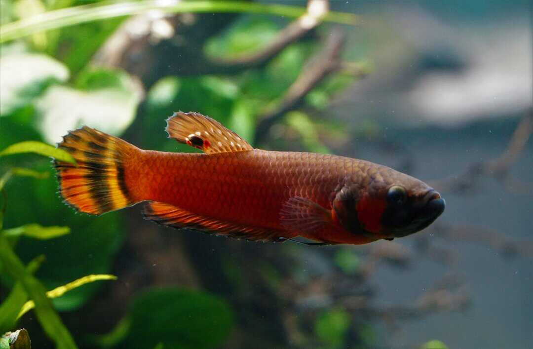 Betta macrostoma - Großmaul Kampffisch – Bild 4