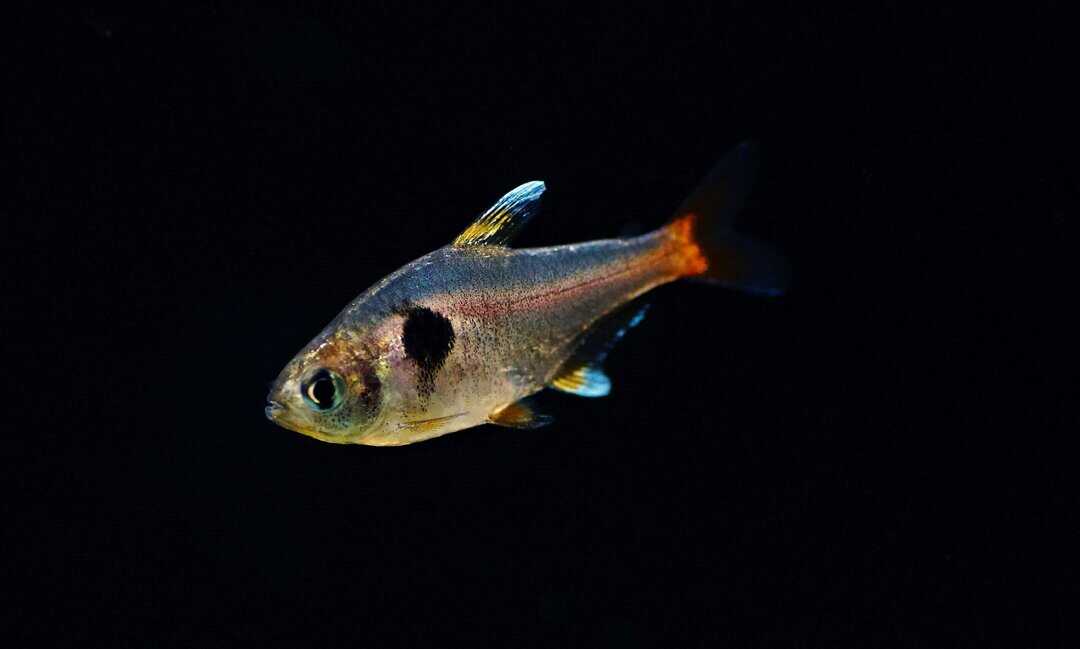 Hyphessobrycon roseus - Gelber Phantomsalmler