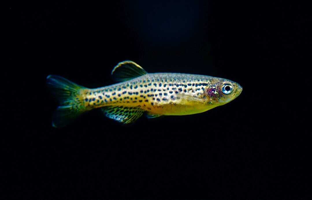 Brachydanio frankei - Leopardbärbling