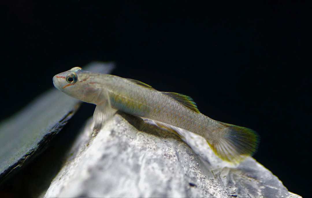 Rhinogobius candidianus - Nasengrundel – Bild 2