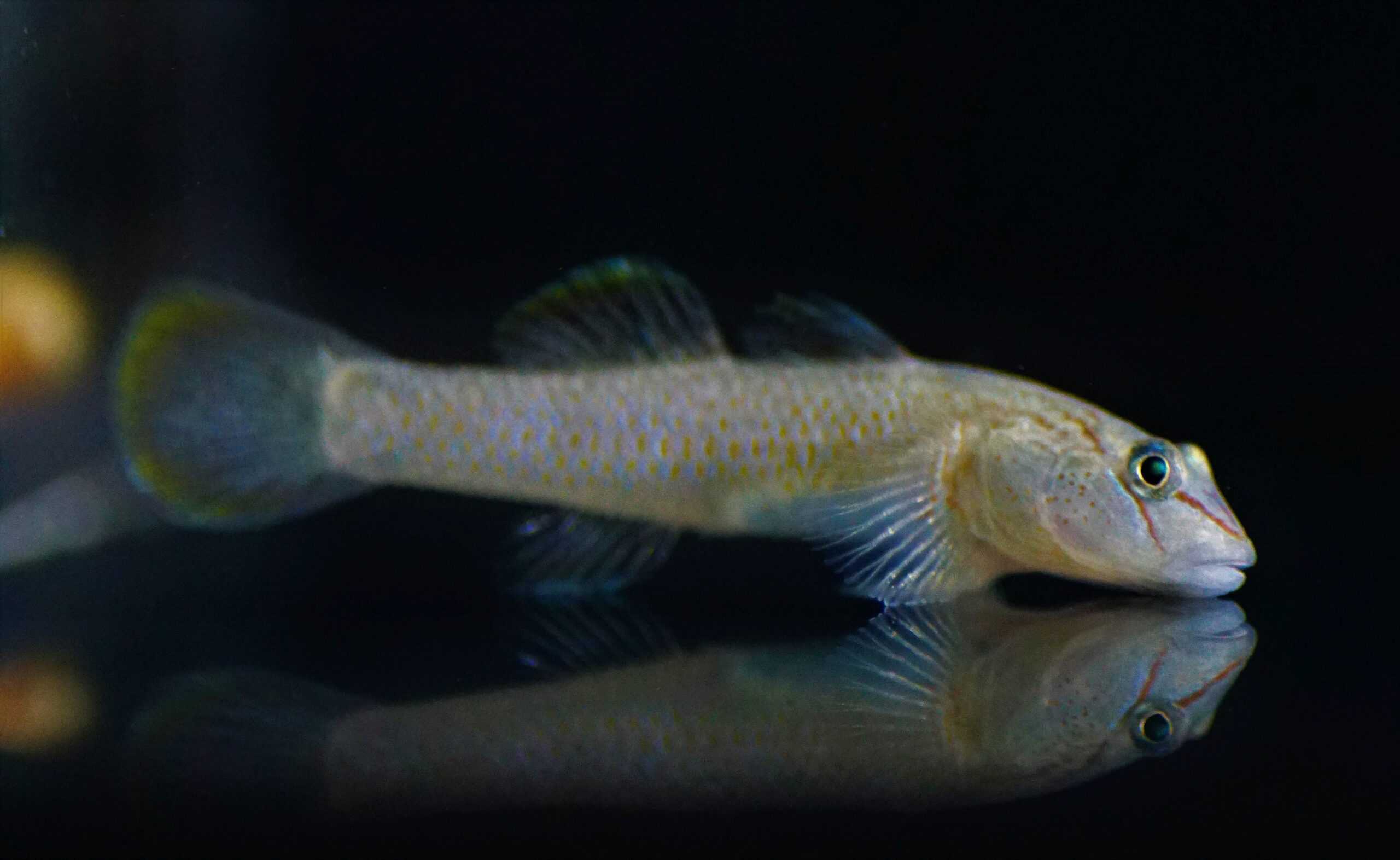 Rhinogobius candidianus - Nasengrundel
