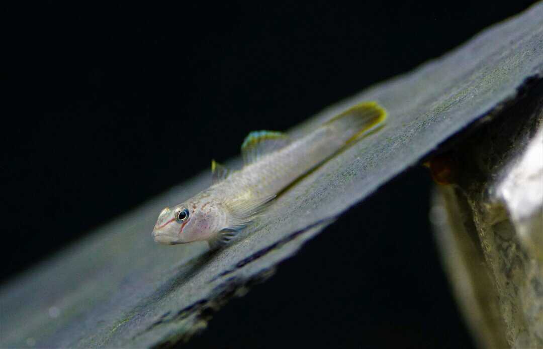 Rhinogobius candidianus - Nasengrundel – Bild 3