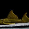 L200 HighFin Gelber Phantomwels