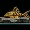 L75 Leopard Trugschilderwels