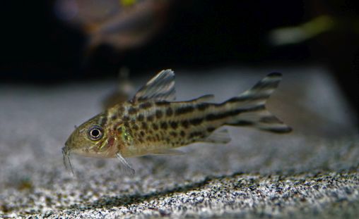 Corydoras Robinae - Flaggenschwanz Panzerwels