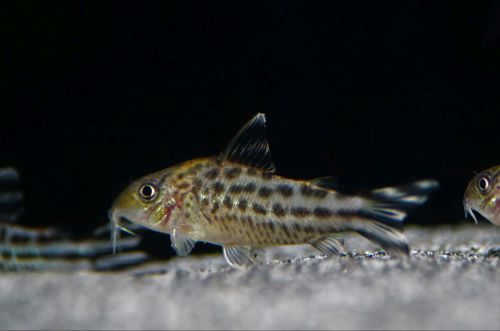 Corydoras Robinae - Flaggenschwanz Panzerwels – Bild 2