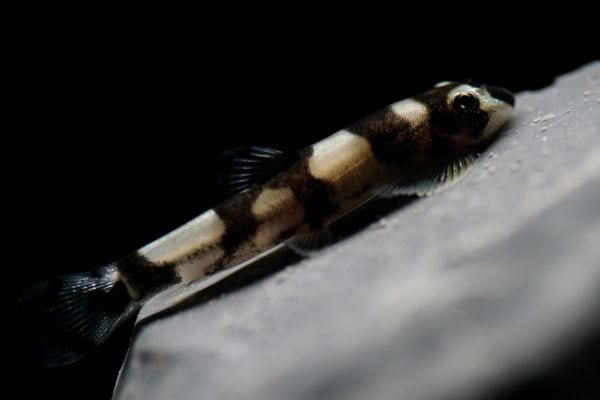 Panda Schmerle