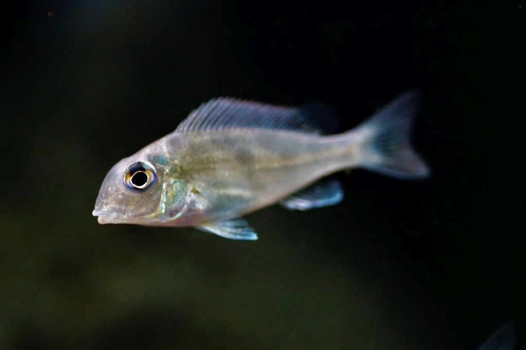 Geophagus winemilleri - Rio Negro Erdfresser