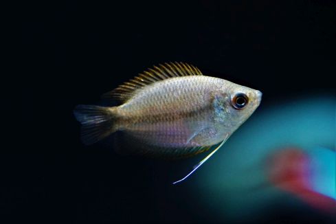 Trichogaster Chuna - Honiggurami Fadenfisch