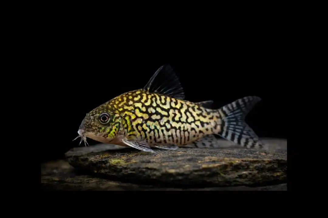 Brochis (Corydoras) reticulatus- Netzpanzerwels