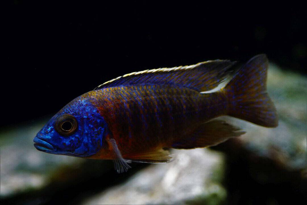 Aulonocara spec. Red Rubin - Malawi Buntbarsch – Bild 2