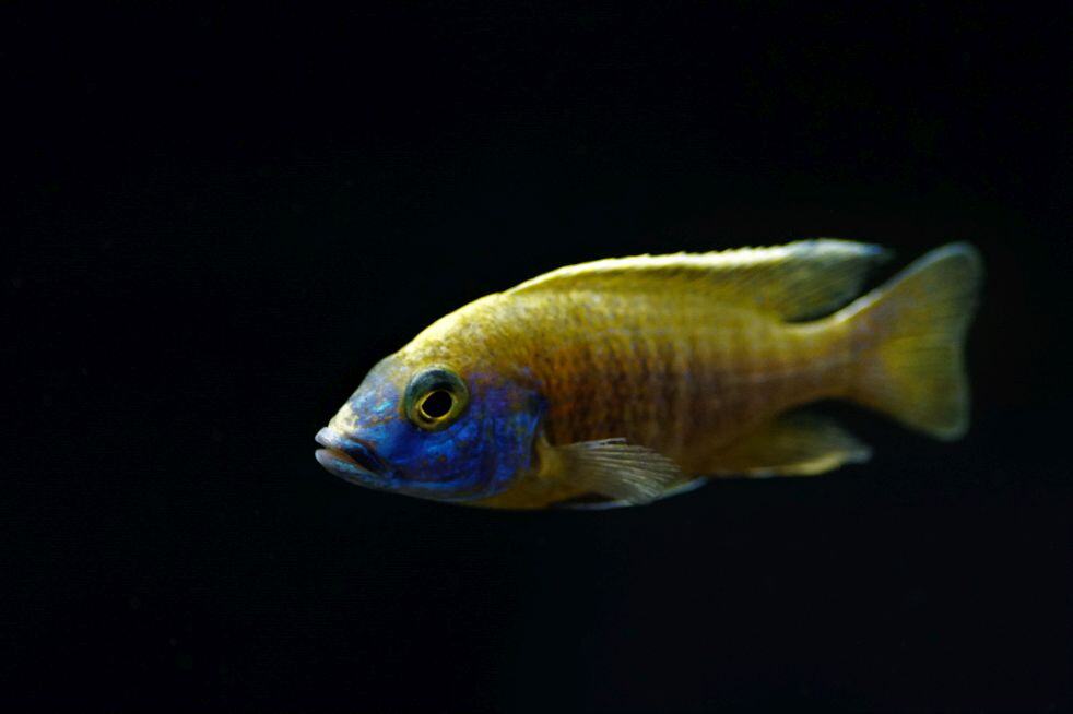 Aulonocara spec. Red Rubin - Malawi Buntbarsch