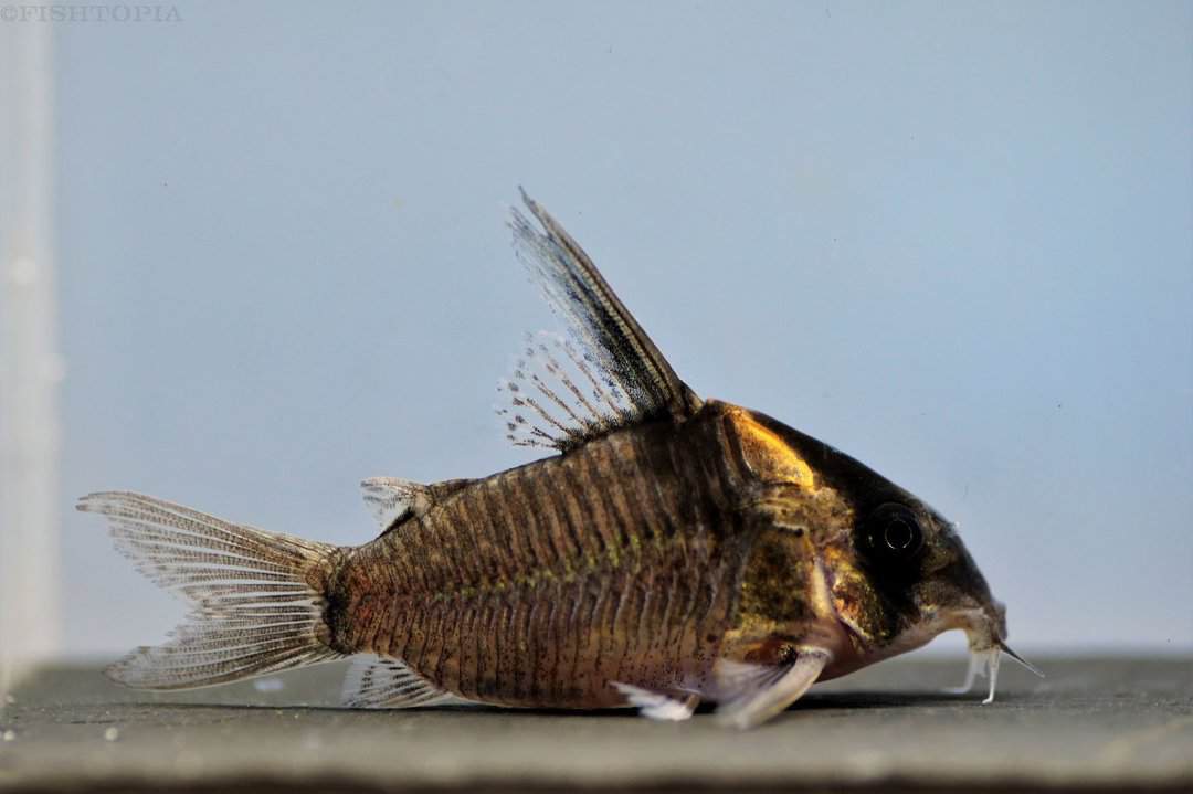 Corydoras sp. CW045 XL - Jutai Panzerwels