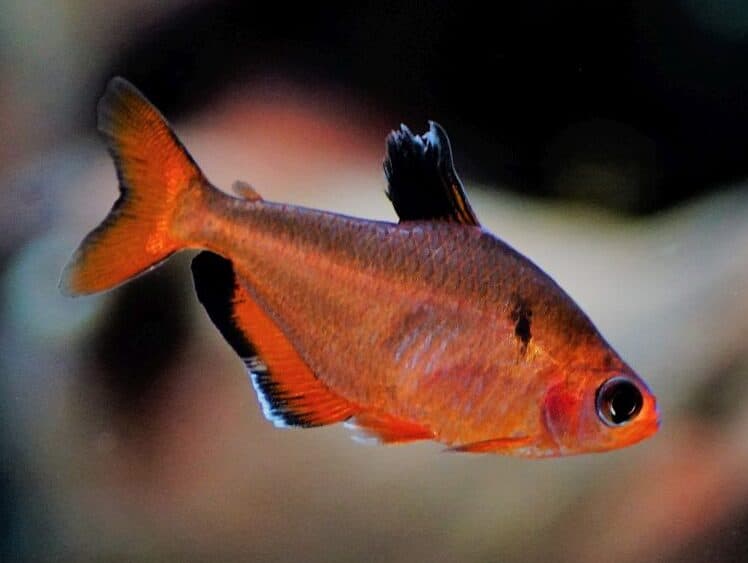 Hyphessobrycon eques - Blutsalmler