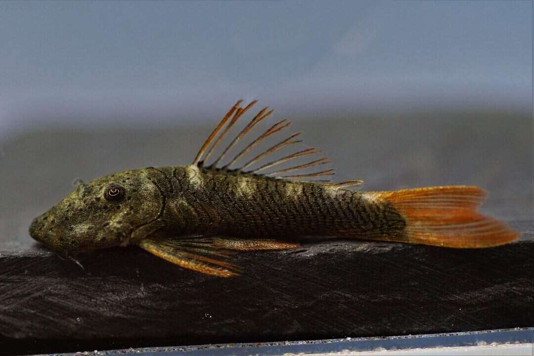 L187b Chaetostoma formosae - Kopfpunkt Gebirgsharnischwels