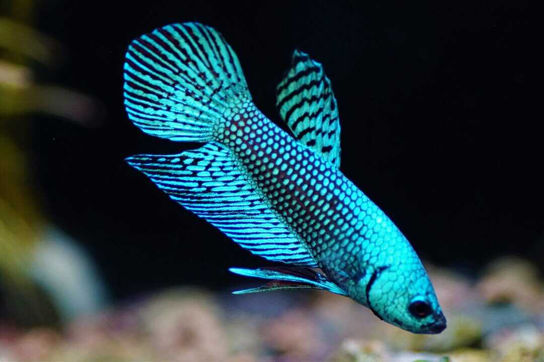 Betta splendens Plakat Alien Copper Green Blue - Kampffisch