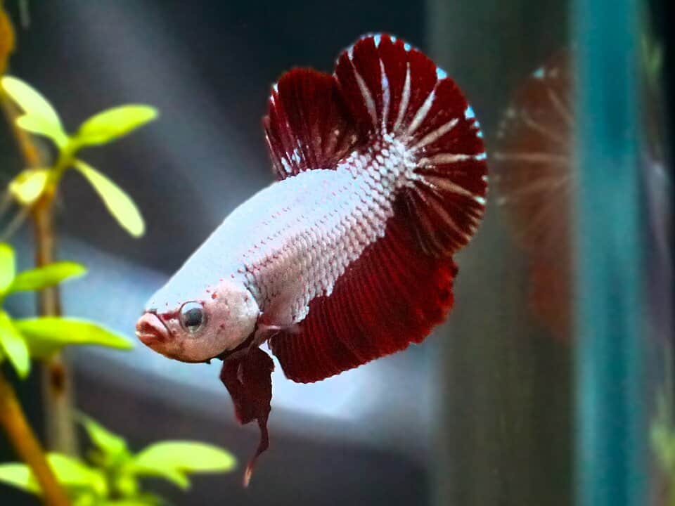 Betta splendens Plakat Platinum Red Dragon- Kampffisch