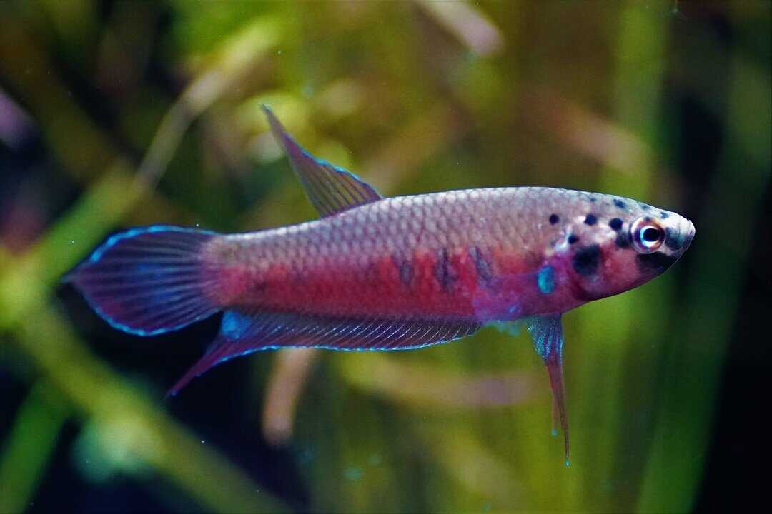 Betta rubra - Roter kampffisch