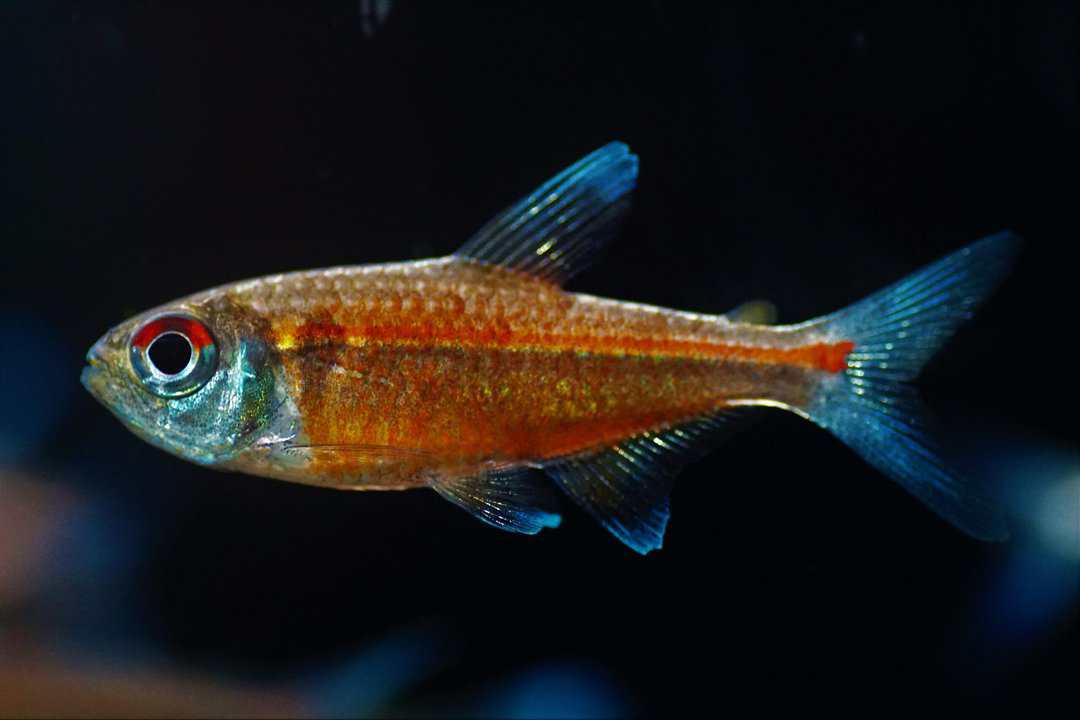 Hemigrammus coeruleus - Roter Chamäleonsalmler