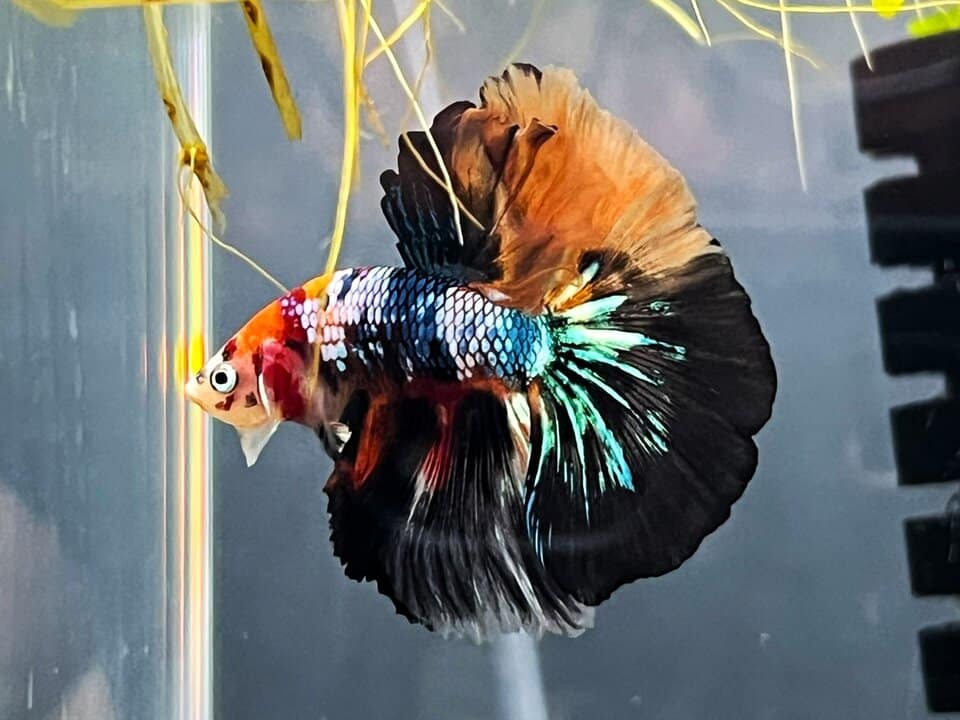 Betta splendens Halfmoon Koi Nemo - Kampffisch
