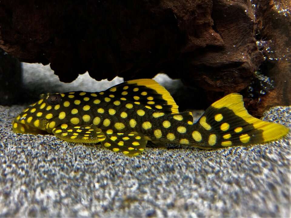 L18 Gold Nugget Pleco