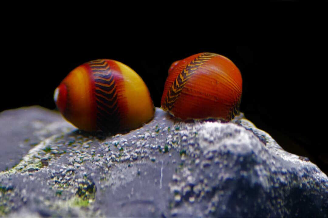 Neritina waigiensis red - Rote Rennschnecke – Bild 2