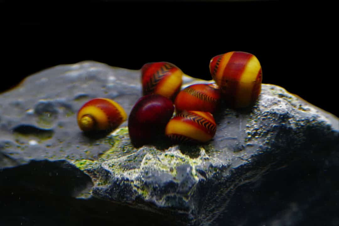 Neritina waigiensis red - Rote Rennschnecke