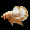 betta plakat fancy hellboy copper