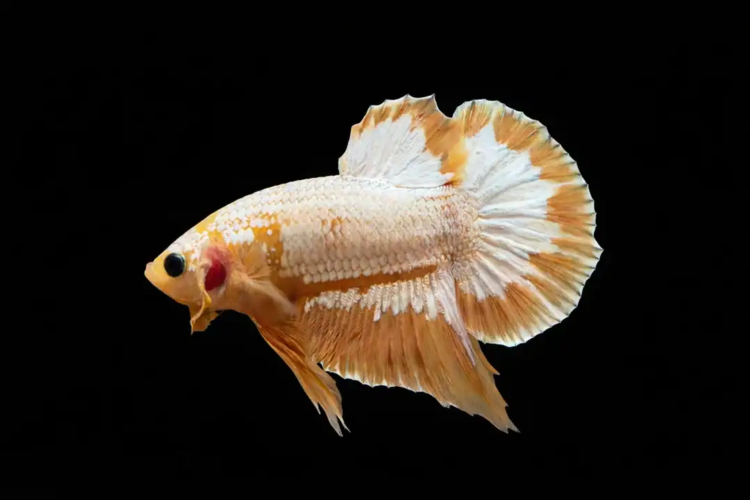 betta plakat fancy hellboy copper
