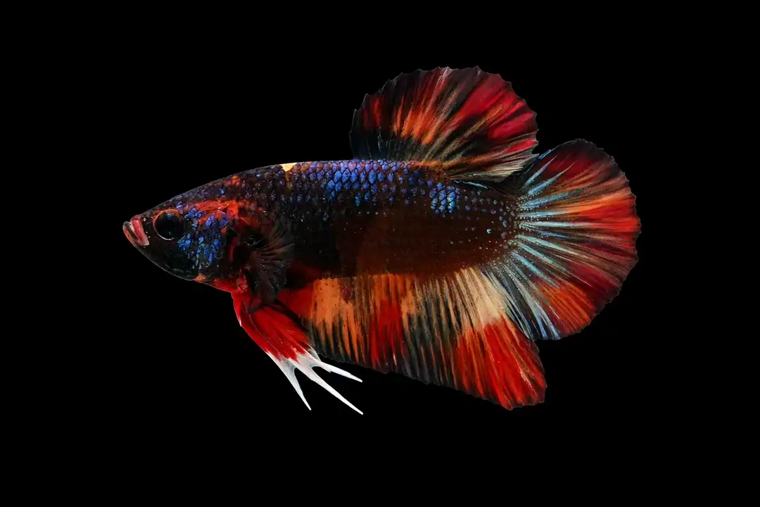 Betta splendens Plakat Koi