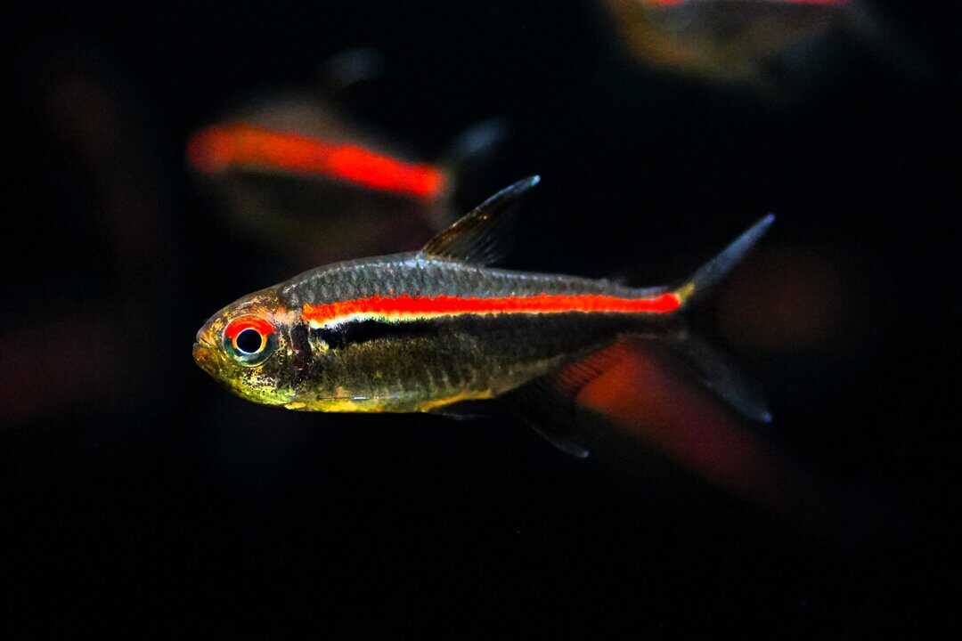 Amapa-Glühlichtsalmler