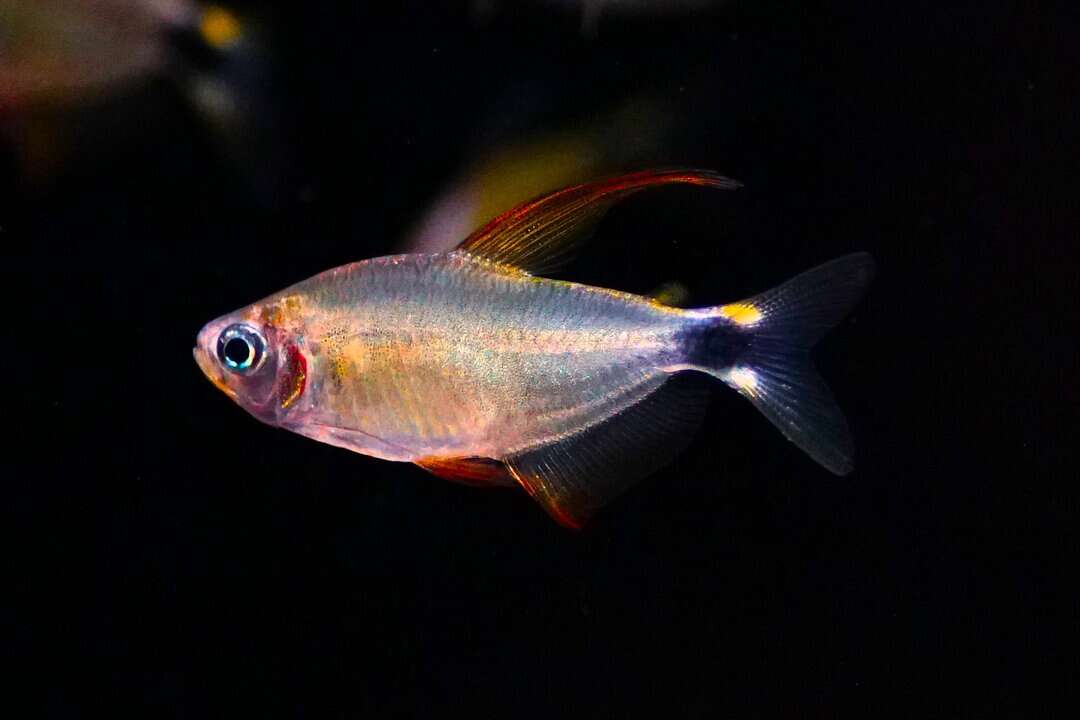 Hyphessobrycon procyon - Procyon-Salmler