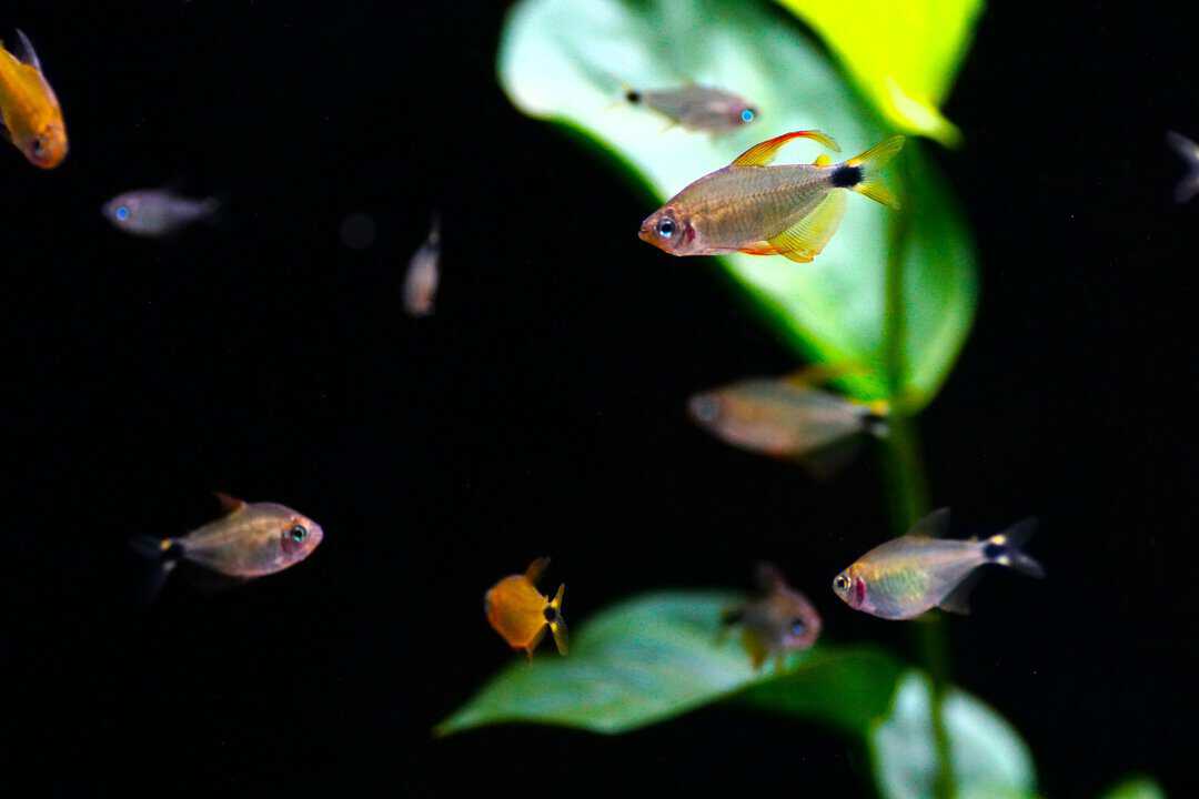 Hyphessobrycon procyon - Procyon-Salmler – Bild 2