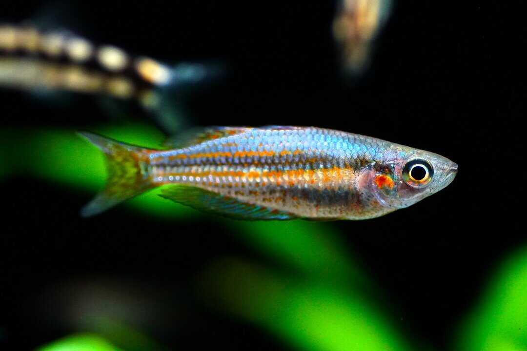 Melanotaenia splendida australis - westlicher Regenbogenfisch